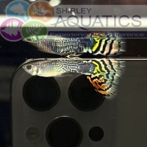 Cobra Leopard Guppy