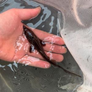 Long Nose Sturgeon 5-6"