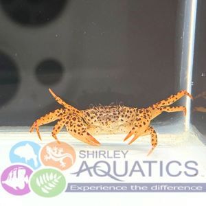 Panther Crab