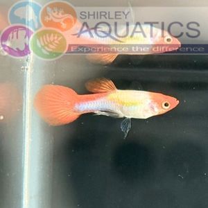 Red Cap Koi Guppy