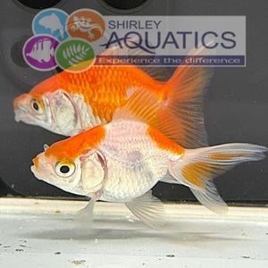 Red & White Fancy Goldfish Small