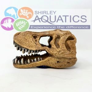T Rex Dinosaur Skull Aquarium Ornament