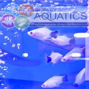 White Mickey Mouse Platy