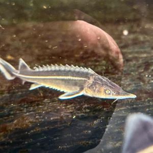 White Tip Sterlet