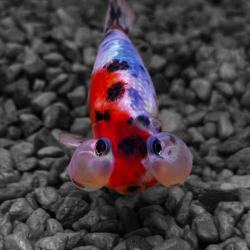 Calico Celestial Eye Fancy Goldfish Medium
