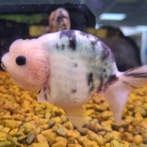 Cow Ranchu Fancy Goldfish Large