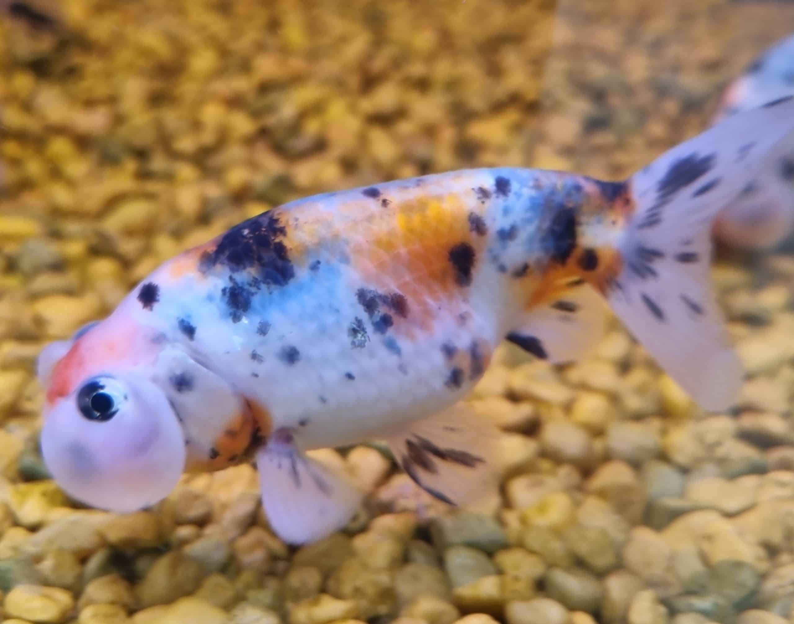 Calico Celestial Eye Fancy Goldfish Medium - Image 2