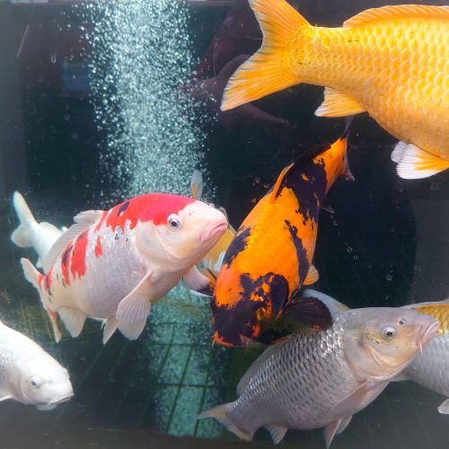12-14" Selected Koi - each