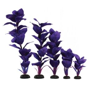 Corymbosa Blue Silk Plant