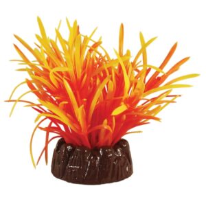 Echinodorus Orange Plant 10cm
