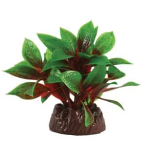 Bacopa Green / Red Plant 10cm