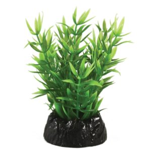 Lindernia Plant 10cm