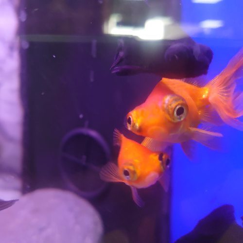 Assorted Telescope Fancy Goldfish Small