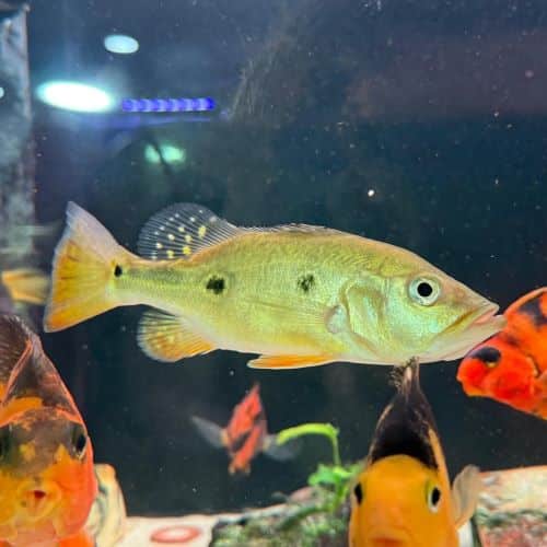 24K Gold Kelberi Peacock Bass