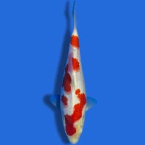 25cm Sakuma Kohaku Japanese Koi