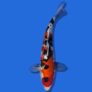 25cm Sakuma Sanke Japanese Koi