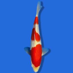 25cm Sakuma Kohaku Japanese Koi