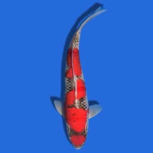 36cm Kanno Goshiki Japanese Koi