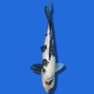 36cm Omosako Shiro Utsuri Japanese koi