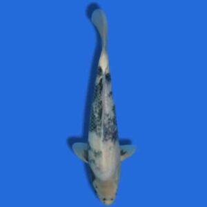 38cm Omosako Shiro Utsuri Japanese koi