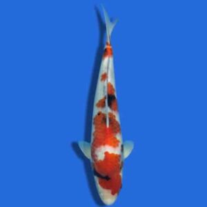 43cm Sakuma Showa Japanese Koi