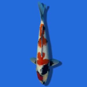 44cm Sakuma Showa Japanese Koi