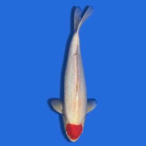 45cm Sakuma Tancho Kohaku Japanese Koi