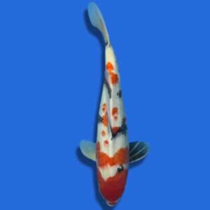 47cm Sakuma Showa Japanese Koi