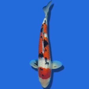 48cm Sakuma Sanke Japanese Koi
