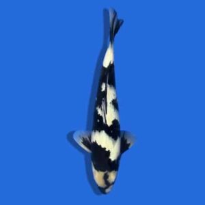 50cm Omosako Shiro Utsuri Japanese koi