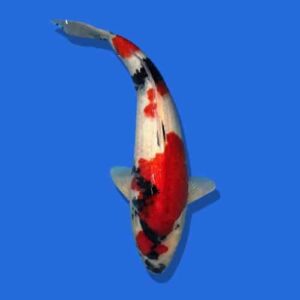 50cm Omosako Showa Japanese Koi