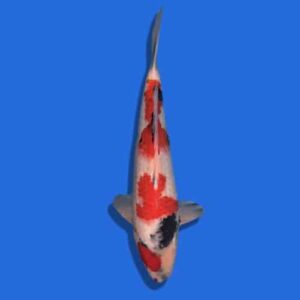 50cm Omosako Showa Japanese Koi