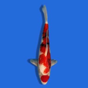 50cm Omosako Showa Japanese Koi