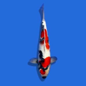 50cm Omosaku Showa Japanese Koi
