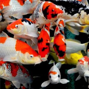 14-16" Selected Koi - each
