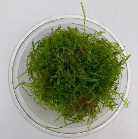 Spiky Moss in 80cc Cup