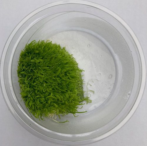 Utricularia in 80cc Cup