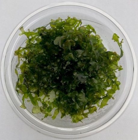 Pelia Moss in 80cc Cup