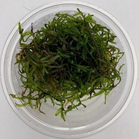 Flame Moss in 80cc Cup