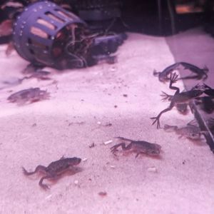 African Dwarf Frog
