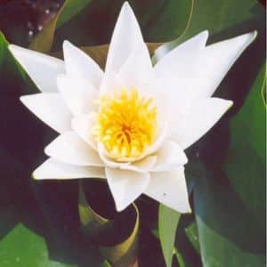 Albatross Water Lily 3 Litre