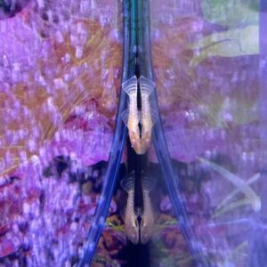 Albino Bristlenose Pleco