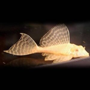 Albino Gibbiceps Pleco