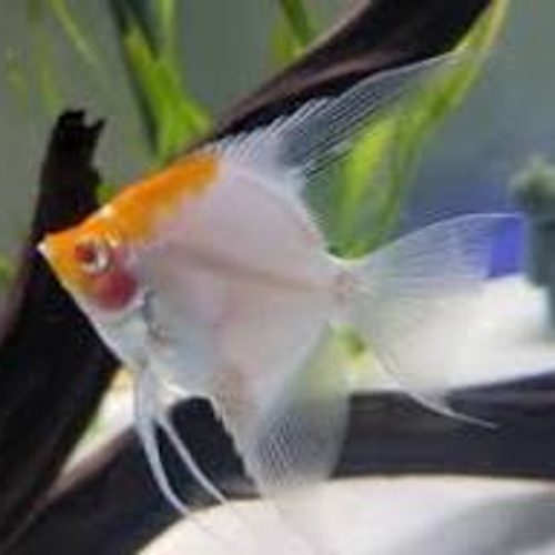 Albino Koi Red Cap Angelfish Medium