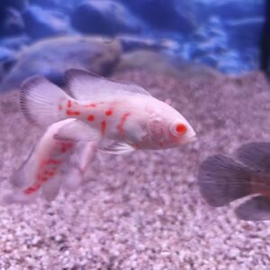 Albino Oscar