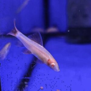 Albino Rainbow Shark