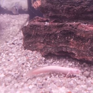 Albino Senegal Bichir