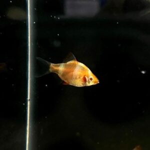 Albino Tiger Barb