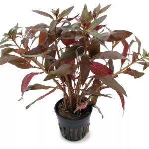 Alternanthera Reineckii Pot Aquarium Plant