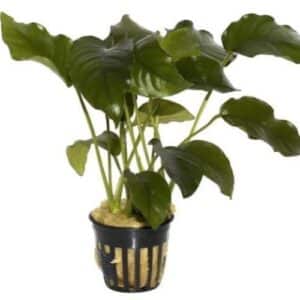 Anubias Barteri Aquarium Plant Pot
